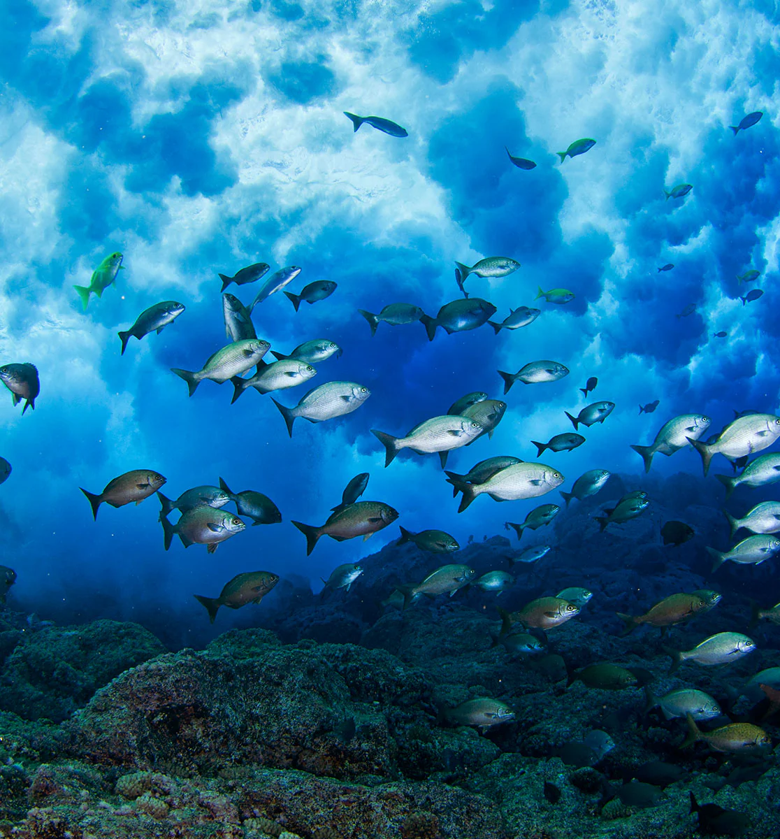 Oceana - Image 3