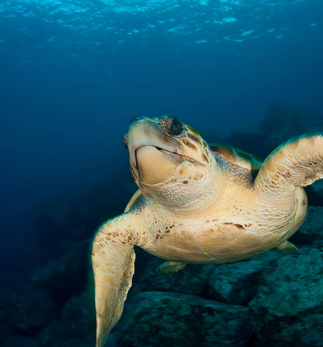 Oceana - Image 5